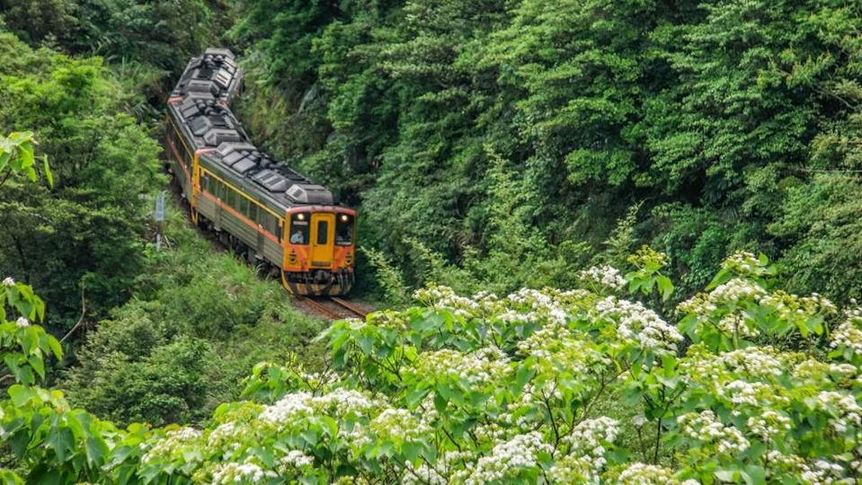 新北賞桐步道TOP6 山城鐵道、森林石徑、茶園流水！靜謐花景超有氛圍