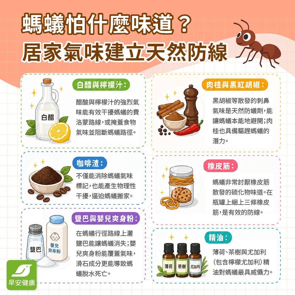 家裡有螞蟻怎麼辦？教你3步驟消滅螞蟻SOP！
